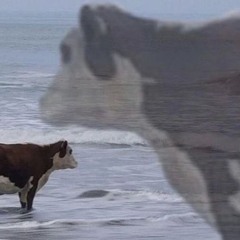 MOo