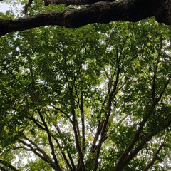 Pour toujours, 2014 (2025 orchestrated version)