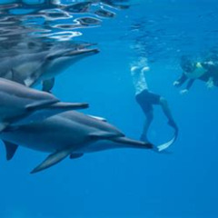 Best Dolphin Excursions Snorkel Adventure Oahu Prices Reviews