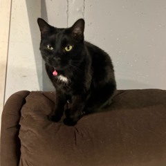 doritos and fritos (wumbo)