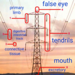 paramore - still into you flip (intou)