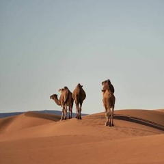 l'Outlander - Desert Night (River Five Remix)