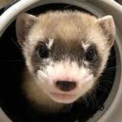 atmos ferret