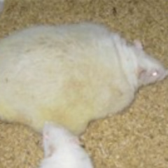 Rat (ItsChewie Diss Track)