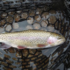 Two River Trout & Big Game Movement