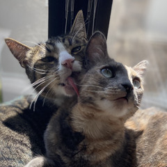 Wish You Were Here - Cover