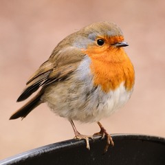 02 The Dublin Lasses/The Reel with the Beryl