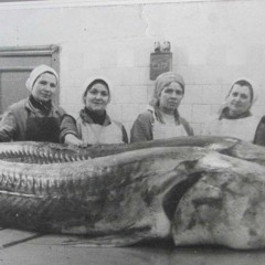 Beluga