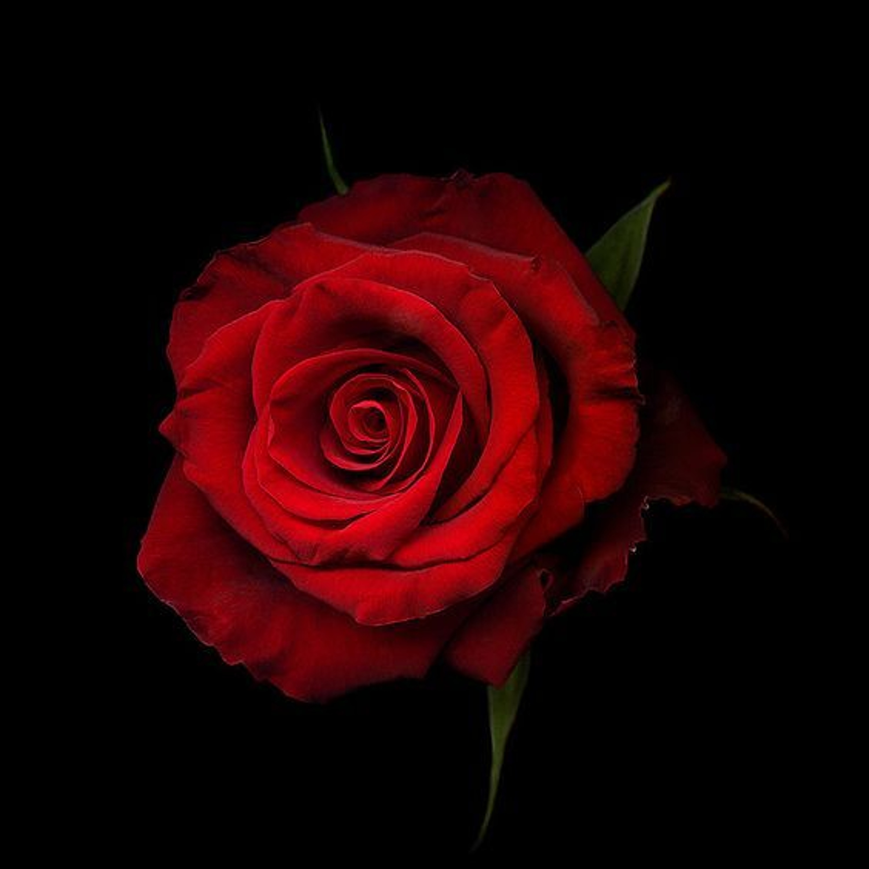 Stephan Bodzin feat. Julia Church - Rose (J.Young Dreamstate Mix) thumbnail