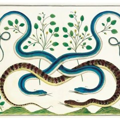 TIMEZ3SIL x AXTYA - 🐍NAKE (PROD CASHCACHE)