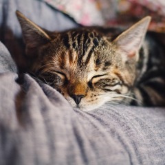 Cat's Nap 貓的午睡