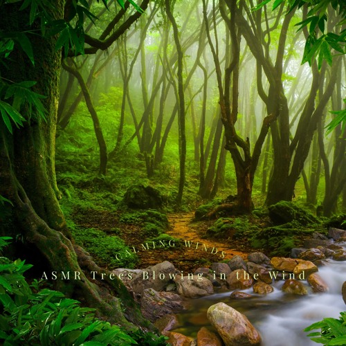 Stream The Windy Days by ASMR Trees Blowing in the Wind | Listen online ...