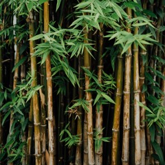 bamboo beat