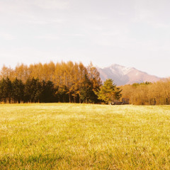 赤い実 (red berry)