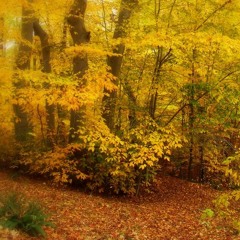 The Road Not Taken - Robert Frost