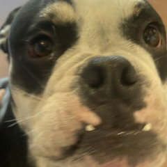 Again (demo? Kinda?)