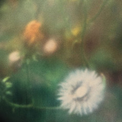 My Dearly Departed