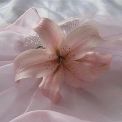 birds of a feather (cover)