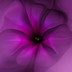 Morning Glory