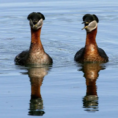 The "pig squeal" of courting Red-necked Grebes