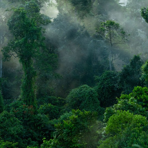 Thunderstorm in the Borneo rainforest
