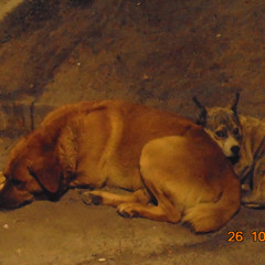 sobre la culpa que he sentido desde que me convertí en árbol (ensayo orgánico)