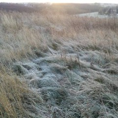 diese herrliche Freiheit