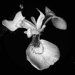 The Swan, Carnival of the Animals, Saint Säens