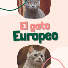 [#Podcast] El gato Europeo - The european cat
