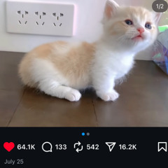 (ON SPOTIFY) i saw a cute cat