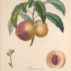 Gengraine - Lil Farquaad