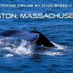Best Boston Whale Watching Cruise By Highspeed Catamaran Tours Review