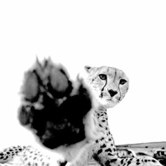 White (FREE Rap Instrumental)