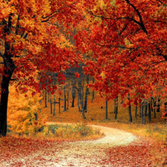 Autumn thoughts (FT M.I.A AG)