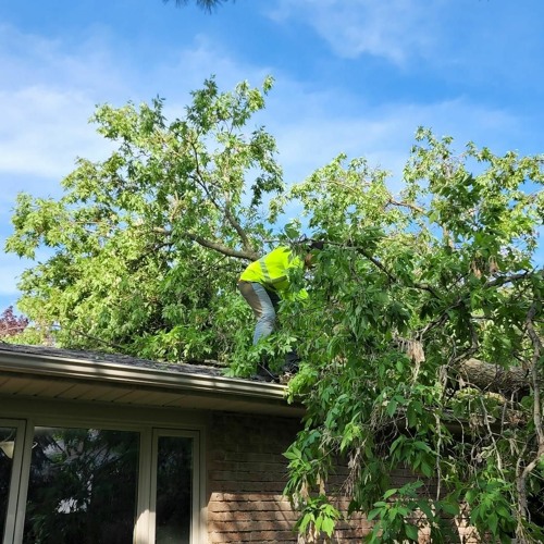 Stream episode Should I Remove My Tree? June 15, 2023 by Beautiful