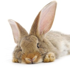 Bunny Ad Jugg (By abamadeit On TT)