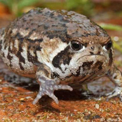 desert rain frog
