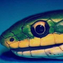 SNAKE EYES - Isolationist (new track 2022)