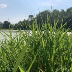 Fever Dream (Iron and Wine cover)