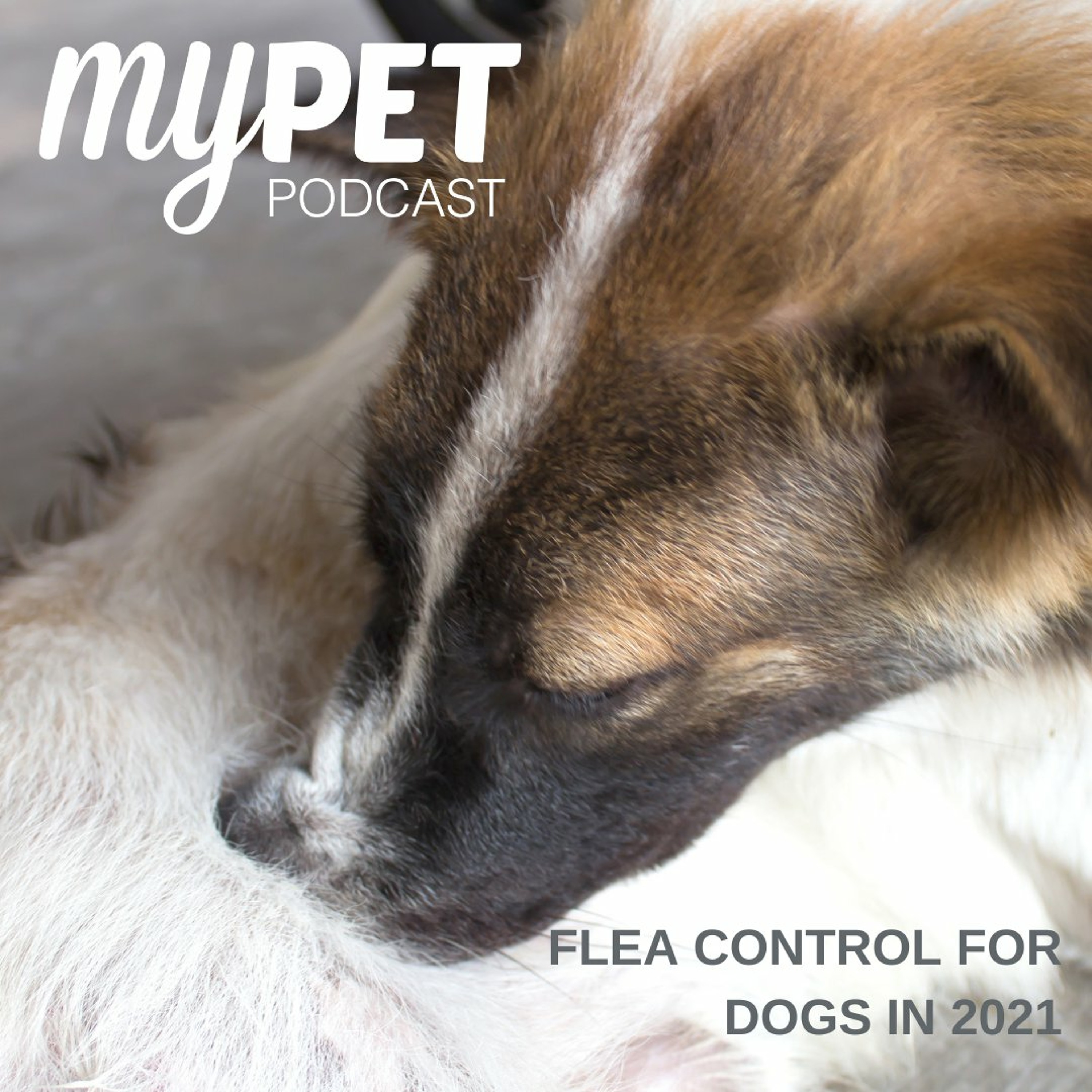 Flea Control For Dogs in 2021 episode artwork