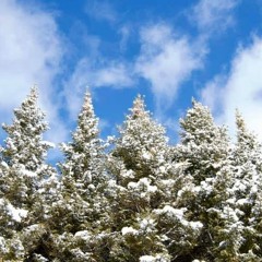 Self-Isolation Type Beat