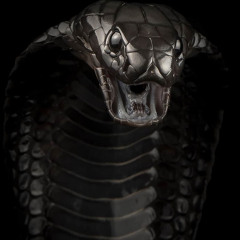 YS X C9 - KING COBRAS