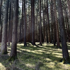BIRDSong, Birds, Daytime, Forest, Ambient, Nature, Allgäu, Germany