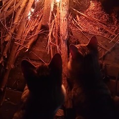 Cẩm Tú Cầu | MKx CuTy