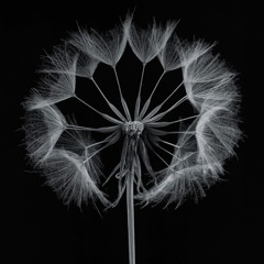 Estray - - - Everything will be Great in the End - - -