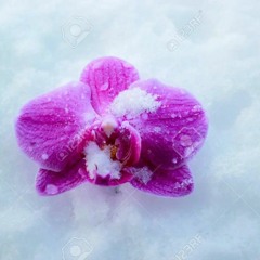 I Died  - Translucent Snow Embracing Dying Black Orchids .m4a