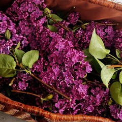 Intuitive Travel #2 —  Dear Times of Change / Lilac Song