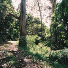 music for glow worms