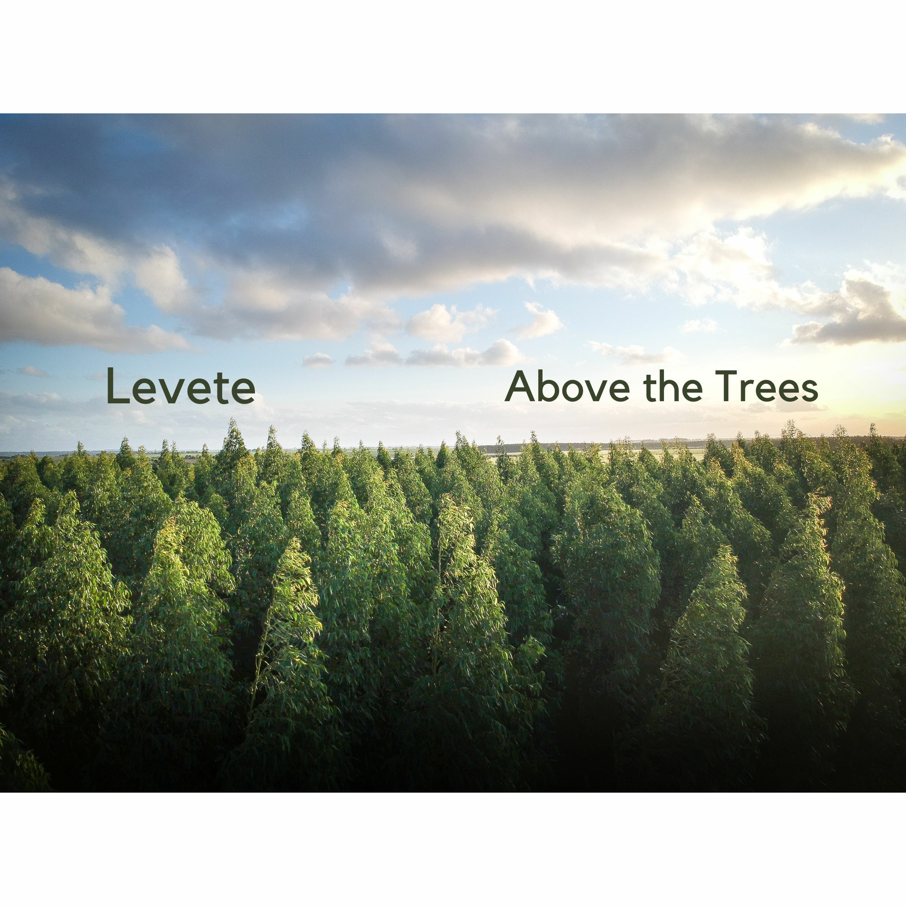 Above the Trees episode artwork