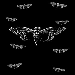 cicada3301 freestyle